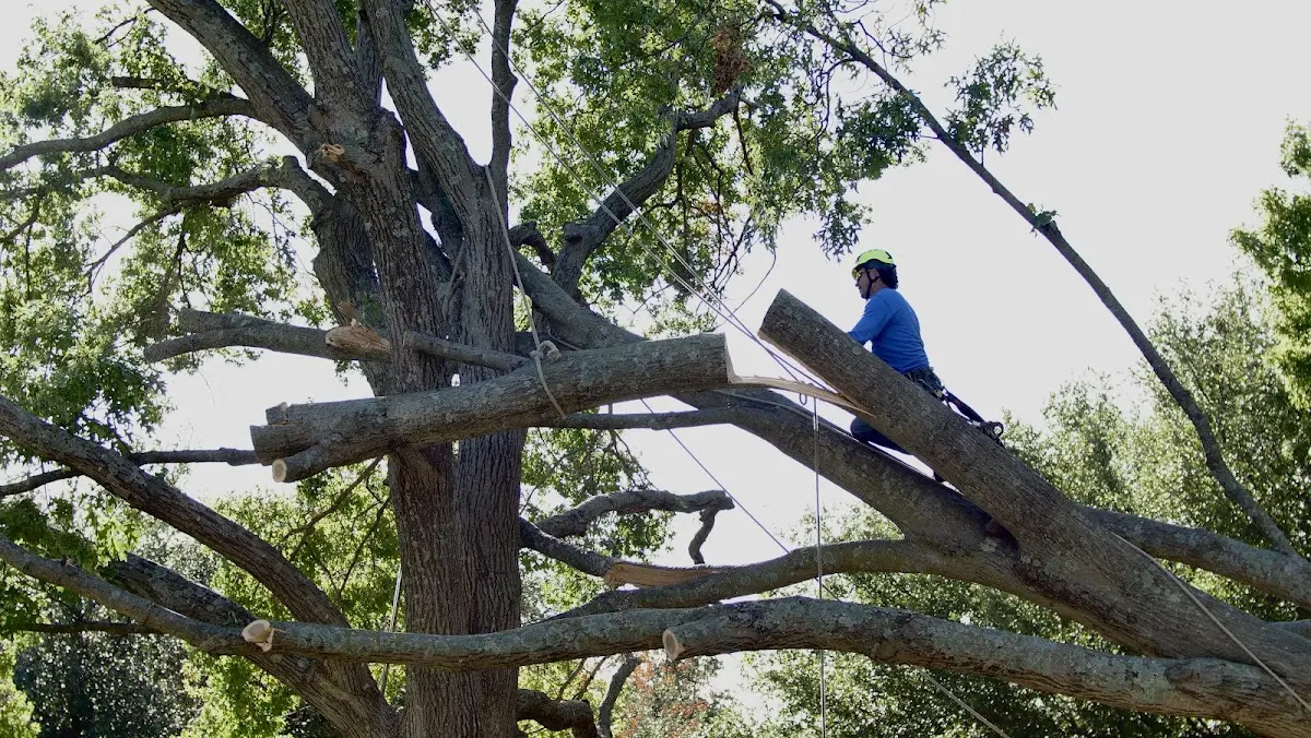 Professional Crown Thinning performed by certified arborists in Memphis